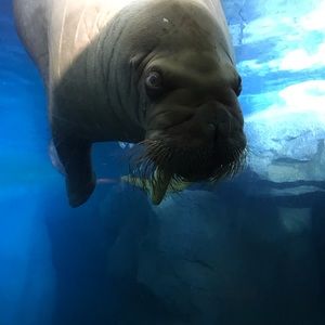 Meet your Posher, Ernest